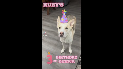 SPOILED DOG’S BIRTHDAY DINNER $$
