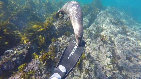Curious baby seal nibbles on diver's fins
