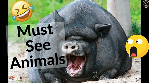 Must See Animals🐶🙉🐔 | CRAZY VIDEOS OF 2020 | Funniest Video You Will See Today🤣 | Compilation