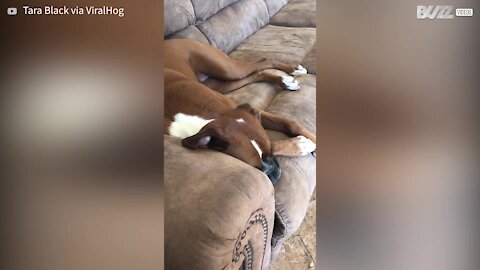 Dog sleeps deeply but dreams amusingly