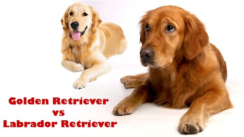 Which Dog is Better ? Golden Retriever vs Labrador Retriever