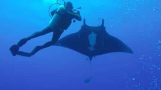 Magical moment manta ray meets divers