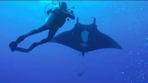 Magical moment manta ray meets divers