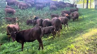 Gotta mow the yard again, well let's let the cows do it!