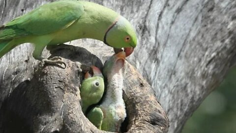 A parrot that eats bananas, how beautiful is this bird