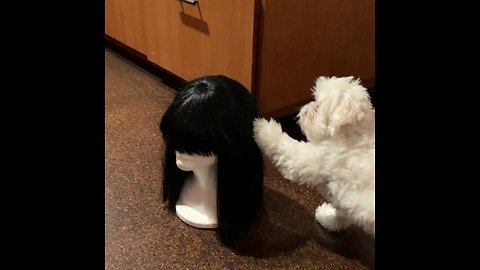 Puppy confused by mannequin head wearing wig