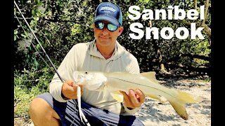 Snook Exploding Under Bridge || South Florida Vacation || Sanibel Island