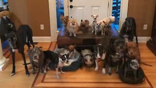 Portrait de famille avec 17 chiens!