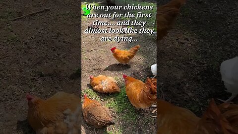 When your chickens are out for the first time....