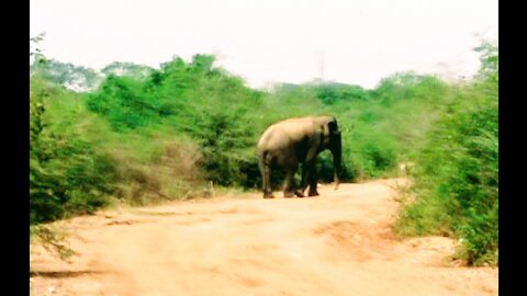 Giants of Forest (Wild Elephant)