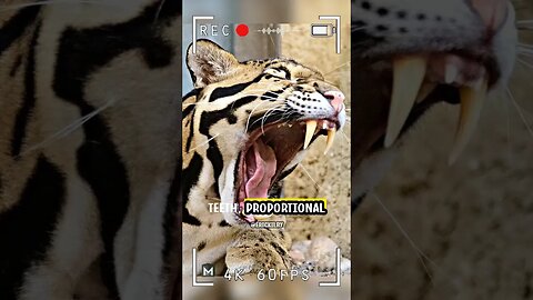 Clouded Leopard - Heartbreaking Reality of Poaching Threats