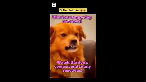 Hilarious angry dog reactions!