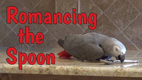 Silly Parrot Finds Potential Love Interest In Ordinary Dinner Spoon