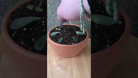 Plant Baby Tiktok jamesjroy