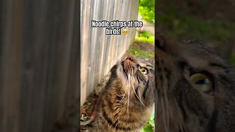 Cute Cat Chirps At The Birds| Cute Cat Videos ❤️ #cats#adley#aphmau#funny