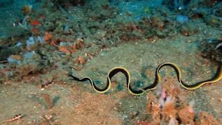 Murena danza sul fondo del mare in Indonesia