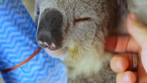 Cute Koalas Cool Down On Hot Day