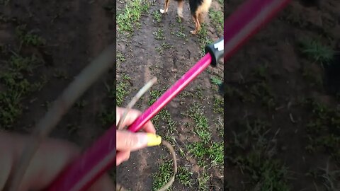 German Shepherd Female Breaks Cable Leash | K9 D.I.Y in 4D
