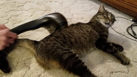 Funny Cat Reaction to a Massager