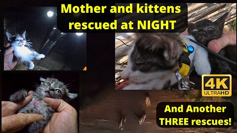 Kittens galore - a whole family rescued - plus more 1 and 2 month stragglers.