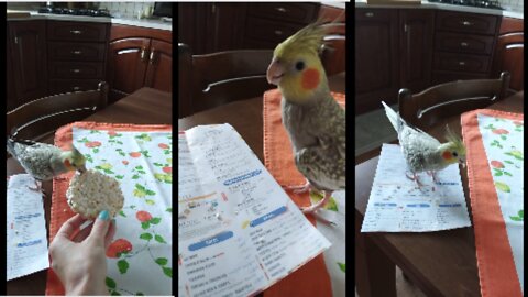 My smart, funny and adorable cockatiel just loves the pizza order flyer. So funny pets video