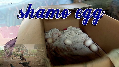 shamo egg
