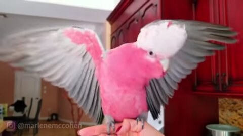 WORLD BEST DANCING PARROT! Rose Breasted Cockatoo Rocks Out To Rave Music!