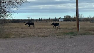 Moose Sighting