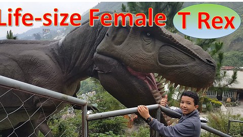 Dinosaur Island: Life-Size Giant T Rex; Male versus Female T Rex Compared