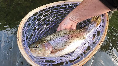 Opening Day = SUMMER RUN STEELHEAD On Ultra Light!!!!