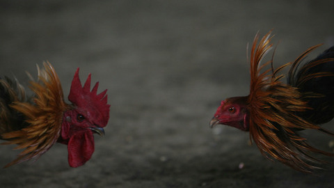 More than 100 birds removed from Hendricks County home in cockfighting bust