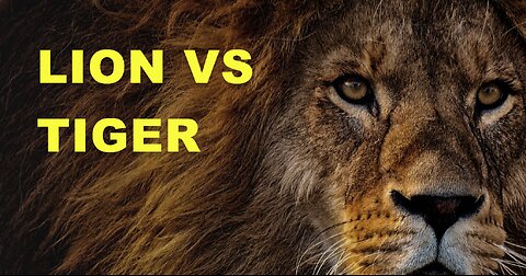 Lion VS Tiger - Who will win in a fight?