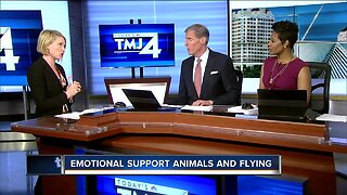 U.S. airlines may no longer accept emotional support animals