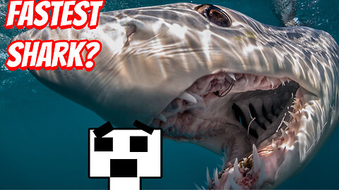 Top 10 Fastest Animals In The 7 Seas!