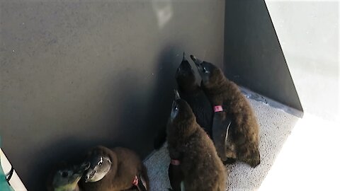 Adorable penguin chicks chase light reflection