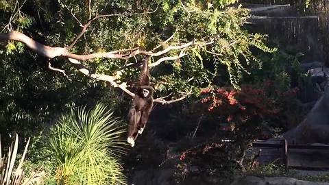 Amusing monkey casually swings from a tree