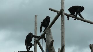 Bonobo mother tries to get her baby back from prankster teen