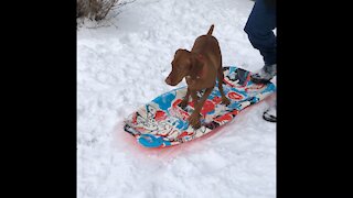 Vizsla Learning How to Sled