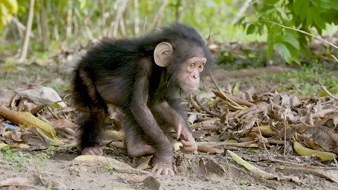 NASA and Jane Goodall Unite to Safeguard Chimpanzee Habitats: A Pioneering Conservation Partnership"