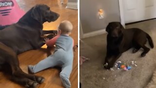 This dog is so incredibly jealous of the newest family member