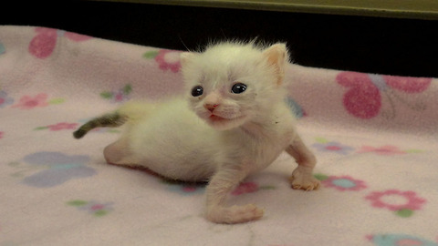 Kitten With Twisted Arms and Legs Refuses to Give Up