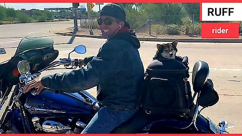 Meet Rocket the motorcycle dog