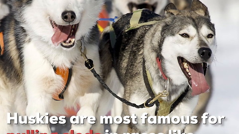 Siberian Husky Dogs Are Wild!