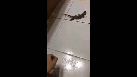 Lizard really wants food