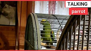 Video shows a parrot repeatedly saying 'tickle'