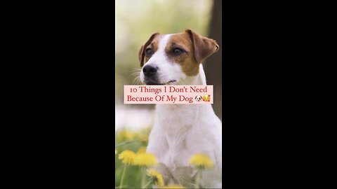 If you have dog I guaranteed your dog will do this 10 things.