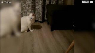 Ninja-kattunge skremmer en voksen katt