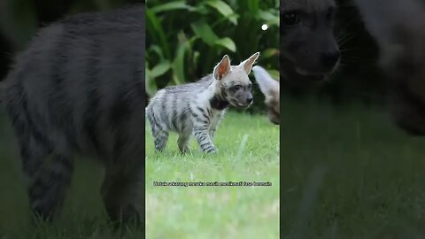 Anak hyena lucu dan imut #shorts #youtube