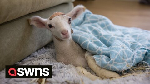 Newborn lamb makes incredible recovery after suffering two broken legs and fractured skull