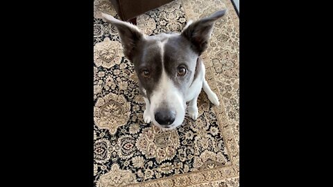 Dog choosing his next bone